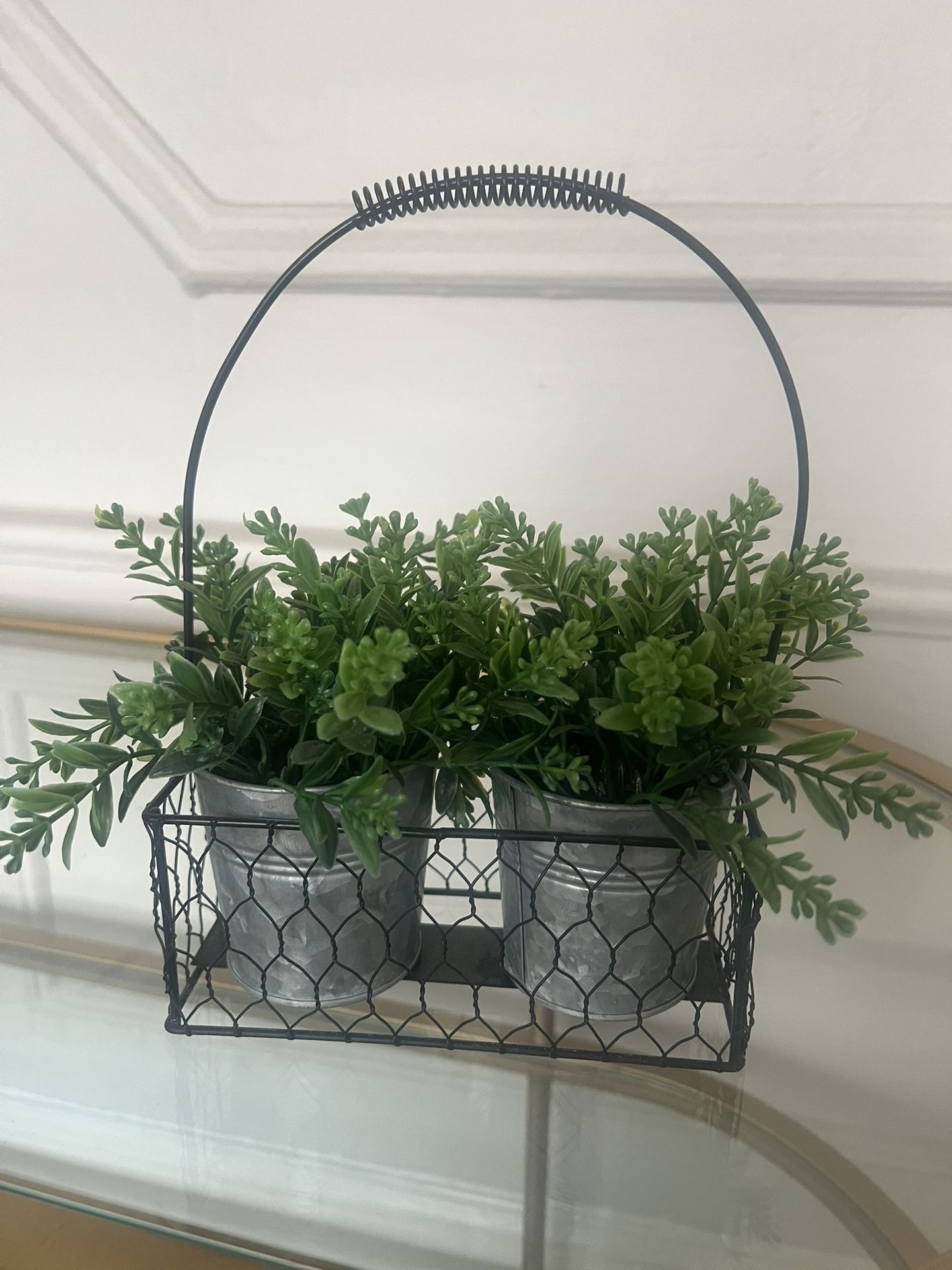 Plants Decor