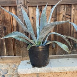 Agaves 