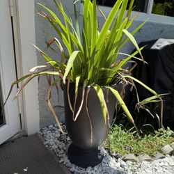 Two Plants With Pot