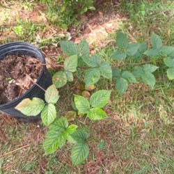 Thornless Blackberries 3 Gallon Plant