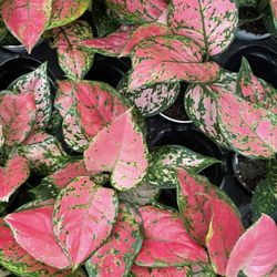 Aglonema Lady Valentine 4” Pot