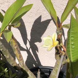 Beautiful Unique all yellow Plumeria