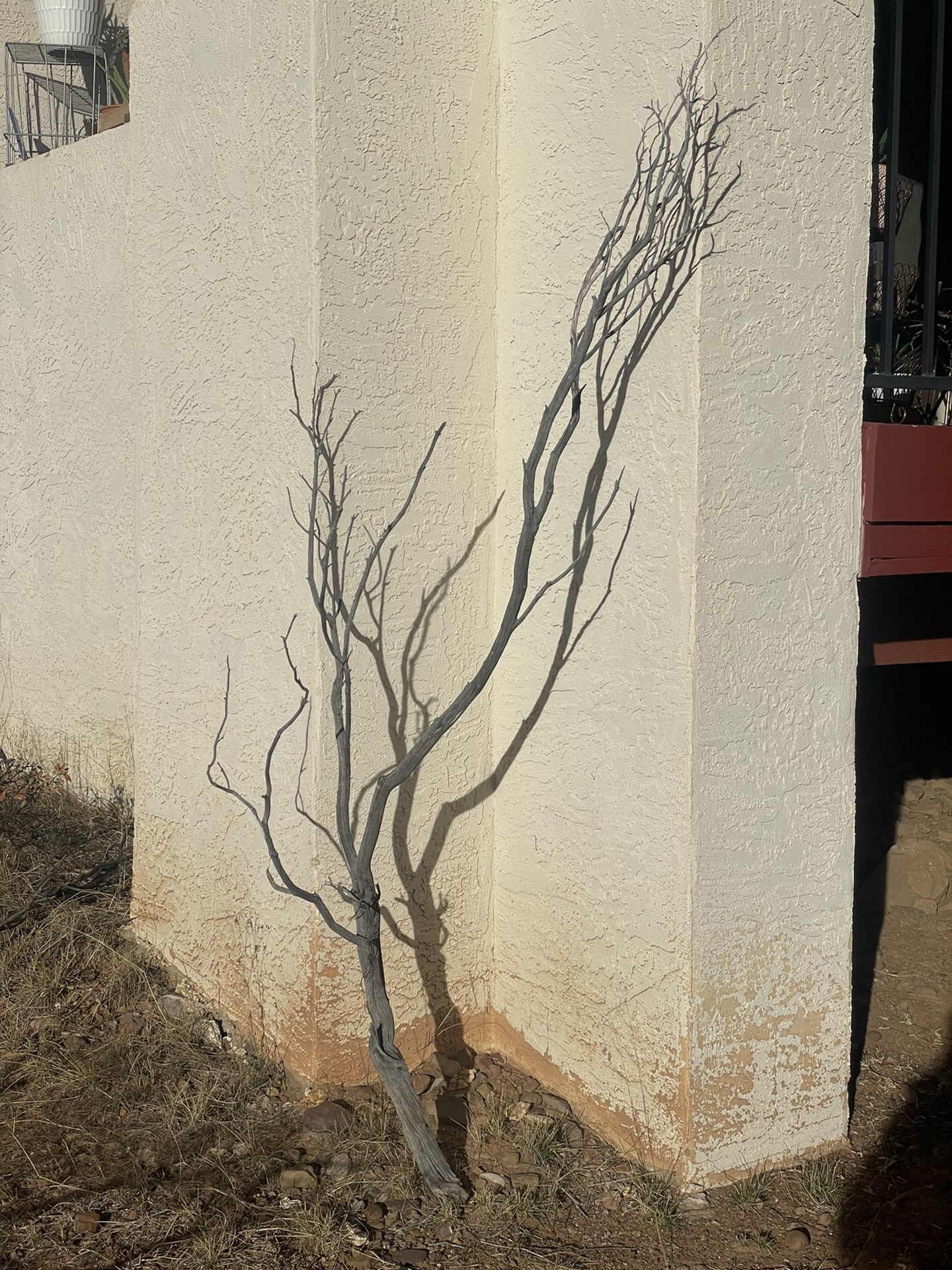 Dried Manzanita