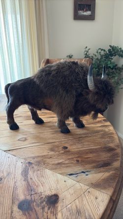 Buffalo