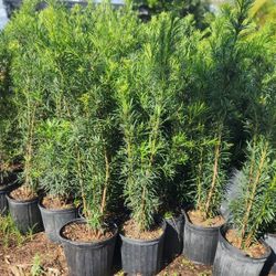 Beautiful Podocarpus Plants For Privacy!!! About 4 Feet Tall! Fertilized 