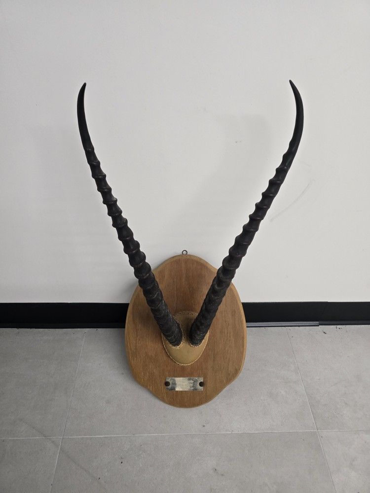 Gazelle Horns