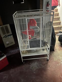 Giant Bird Cage 