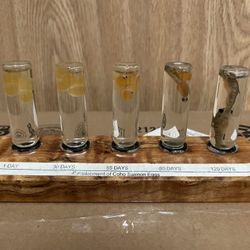 Development of Coho Salmon Fish Eggs Display 