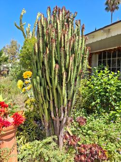7 foot Cactus