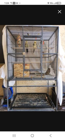 Bird Cage