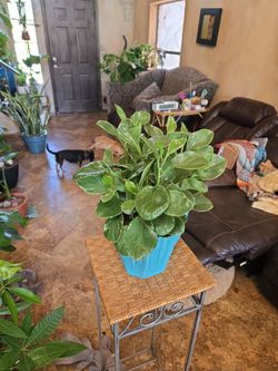 17in tall lush Pepperomia plant in nice 8in ceramic pot