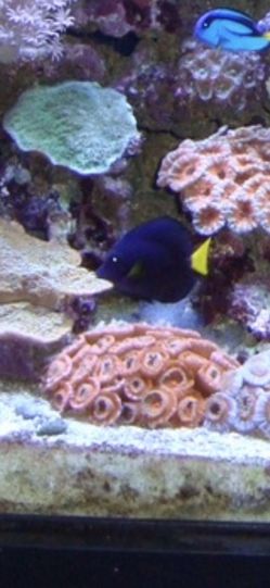 Red Acan Live Coral Colony