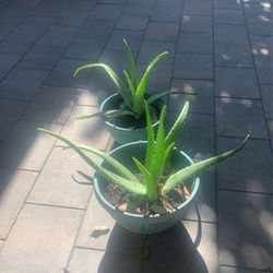 Aloe Vera Plants 