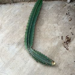 Mature Peruvian, apple, cactus, cutting approximately 36 inches long