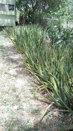 Aloe plants