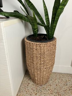 Large Woven Seagrass Planter with Snake Plant
