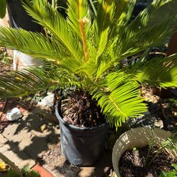 Palm