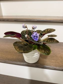 Blue sky African violet plant in pot blooming