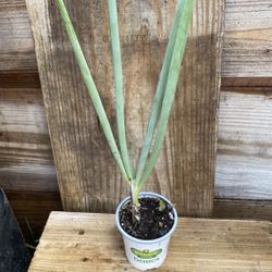 Sm Green Onion Scallion Plant
