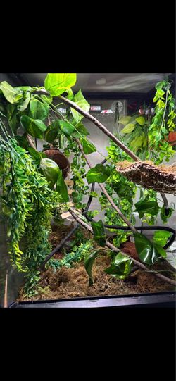 Reptile n enclosure