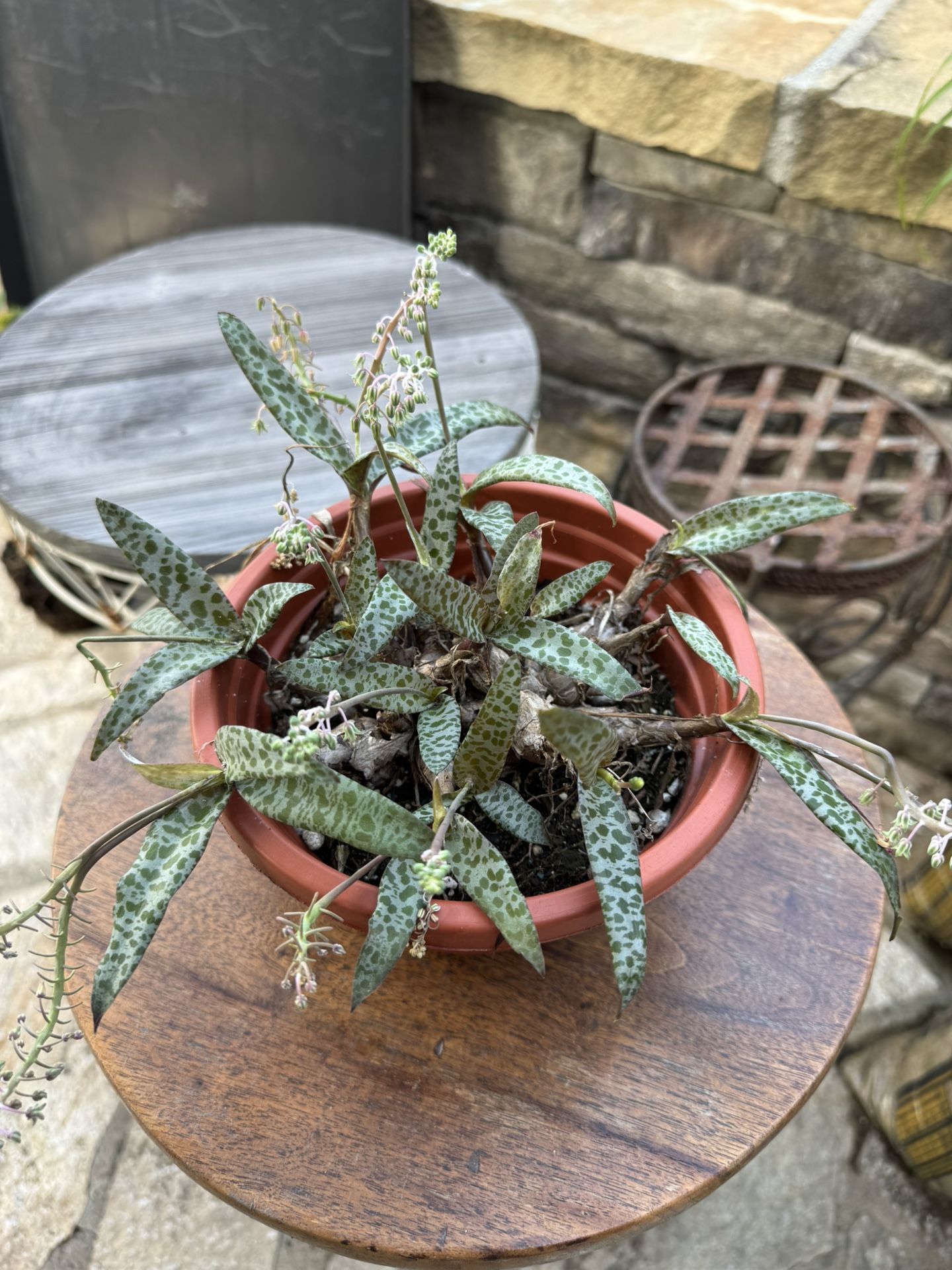Silver Squill Plant 