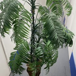 Plant 