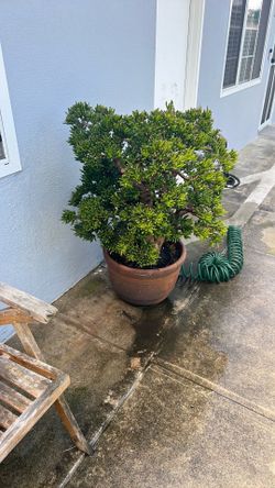 Plant and pot for sale