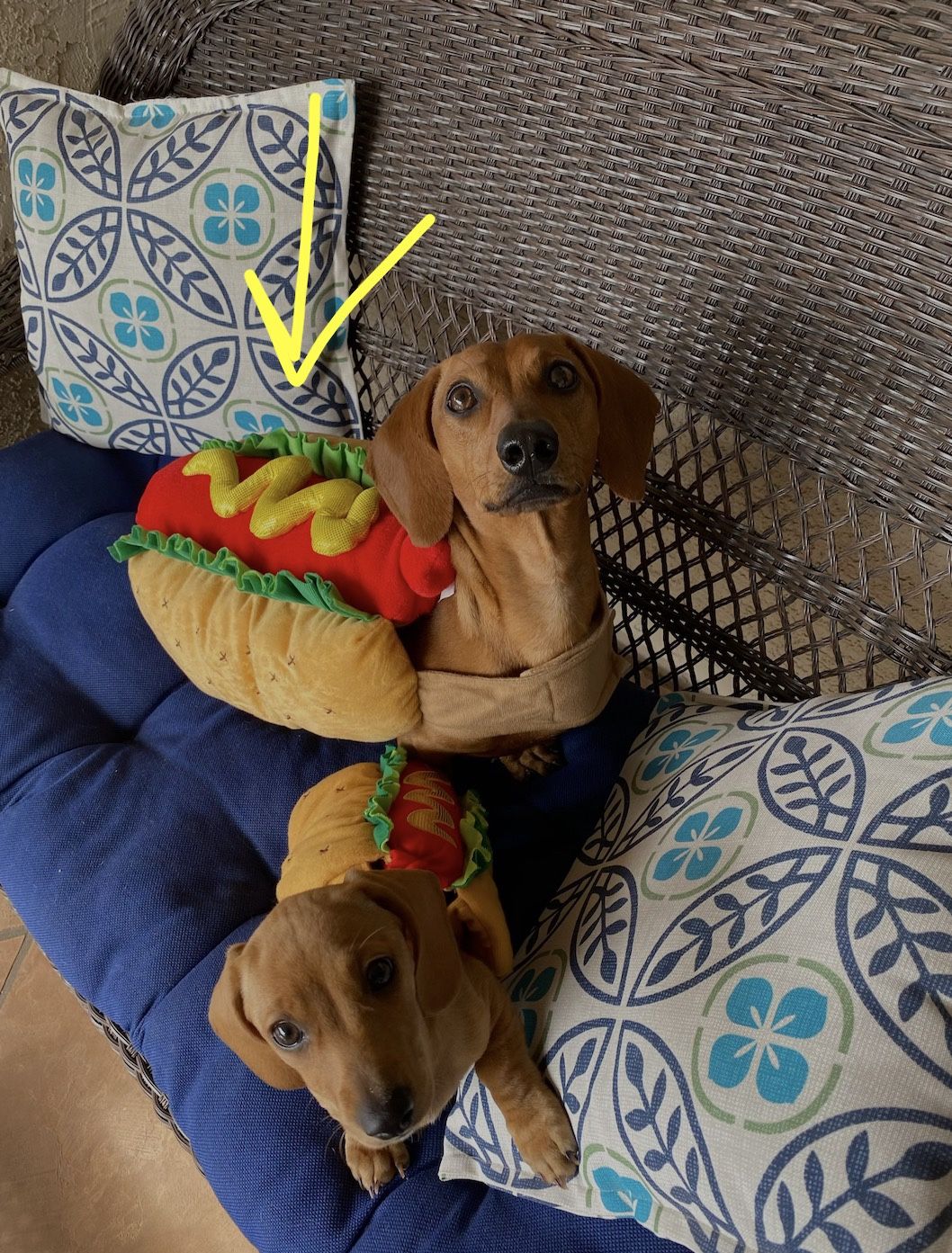 Hot Dog Halloween Costume For Dog