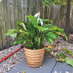 Shade Plant 🪴 For Sale 