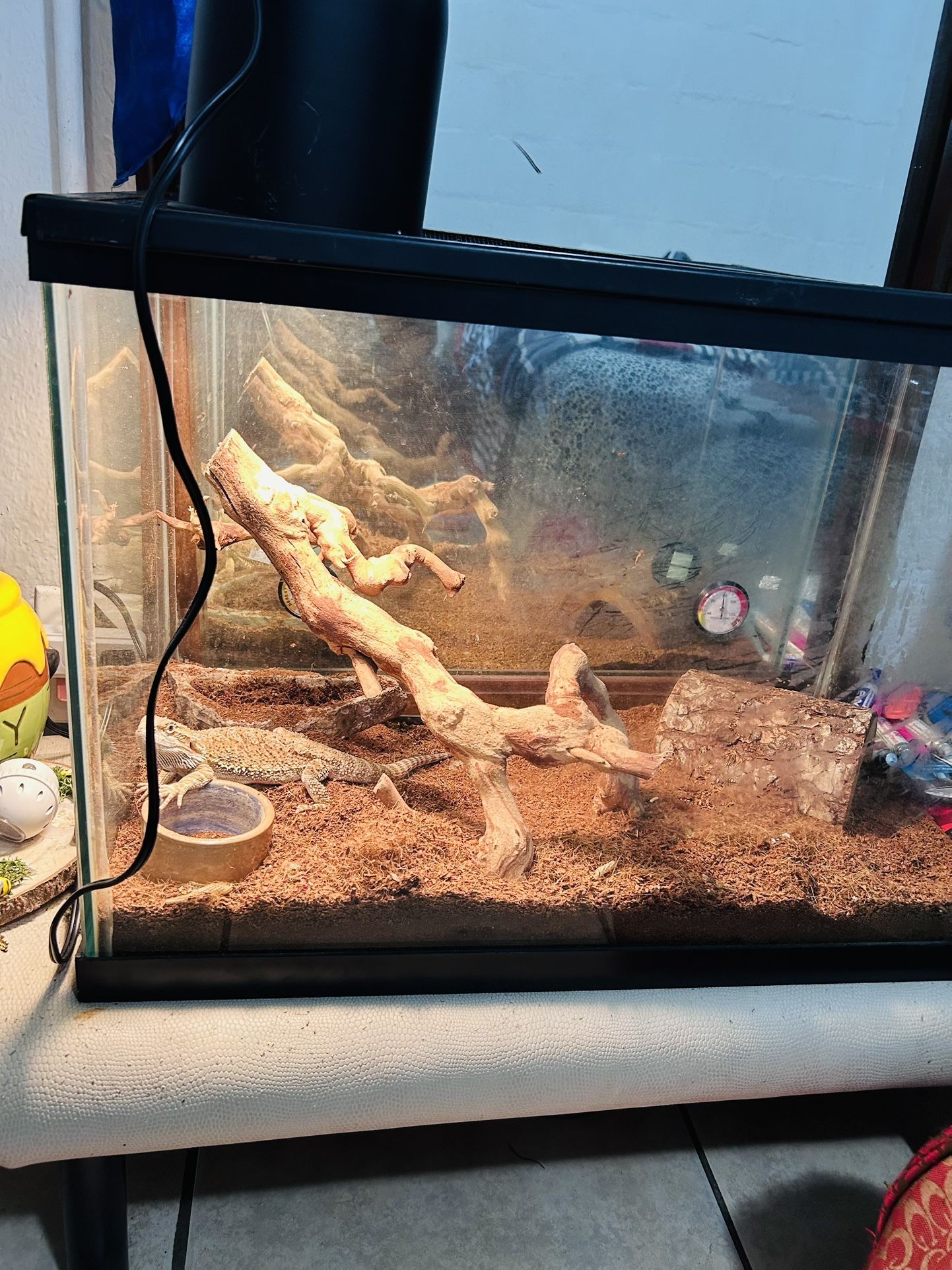 Lizard Enclosure