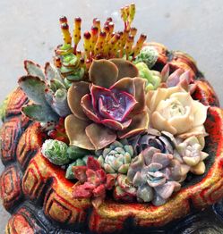 Succulents