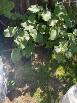 Yerba santa