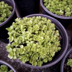 Sedum ground covered homegrown plants