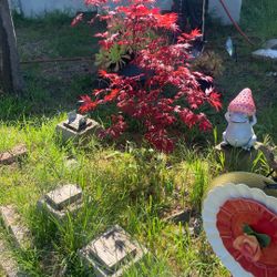 Japanese Maple Tree
