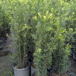 Podocarpus 4 Feet Tall And Up $10 And Up Instant Privacy Hedge For Fence