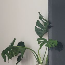 Monstera Plant Ready To Pot