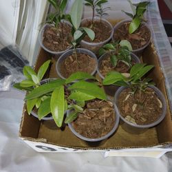 2 Bay Leaf Herb Tree Seedlings $5 -Ship $3.50 -Deltona, Fl Pickup Or Ship Bareroot 