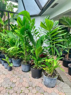 Ptychosperma Schefferi palm ( Scheffer's Palm) 7g palm tree