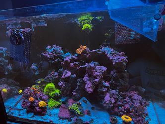 Reef rock