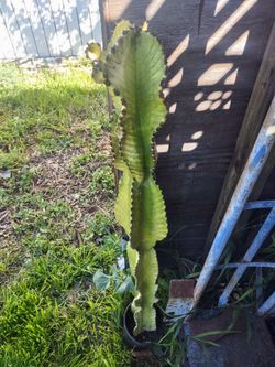 Euphorbia Ammak