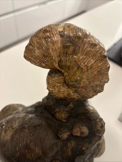 Multi-Fossil Specimen Featuring Ammonites, Brachiopods & Marine Fossils