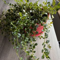 Goldfish House Plant. Sammamish, Beaver Lake 