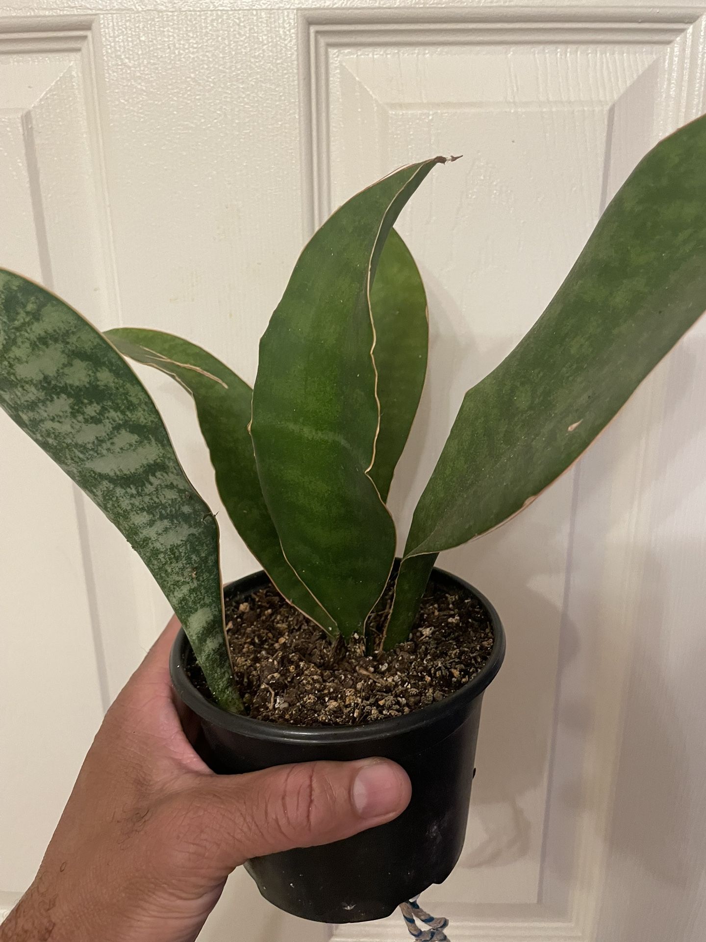 Sansevieria ‘Whale Fin’ | Grows To 4’ Ft Tall | Low Light Tolerant | Purifies Air | 12” Inches Tall | Easy Care
