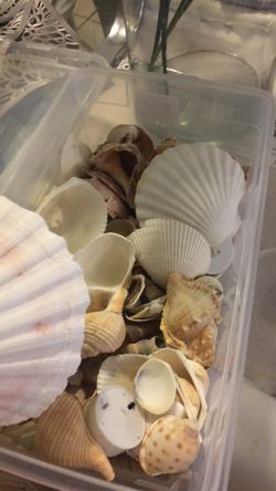 Case Of Decorative Shells 