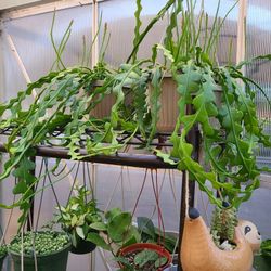 Ric Rac Cactus Epiphylum Plant