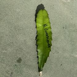 Dragon Fruit Cutting 