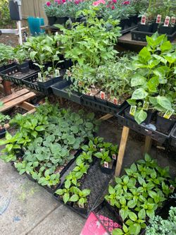 $2.00 dólares cada mata de vegetales en Woodburn hoy sábado y domingo