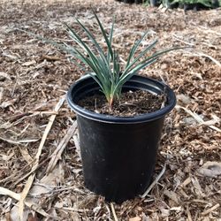Dianella Baby Bliss Flax Lilly 1 Gallon