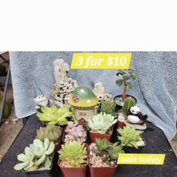 PLANT SALE $3 EACH. TODAY !! SAN LORENZO. 
