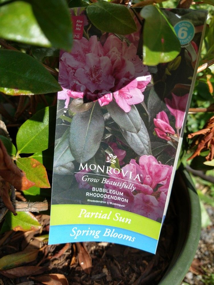 Bubblegum Rhododendron